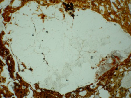 Polycrystalline Quartz - plain polarised light - Granite petrofabric, Belize - 2mm field of view